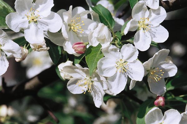 Malus- Snowdrift Crab Tree-White 7 Gal