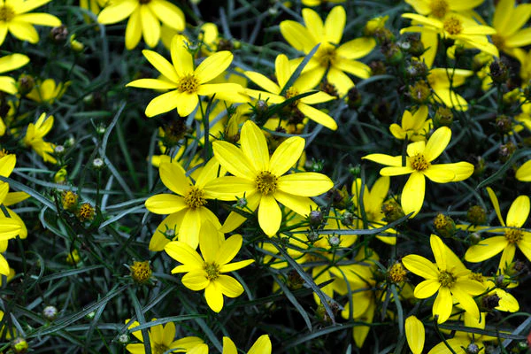 Mayo Clinic Flower of Hope⢠Threadleaf Coreopsis