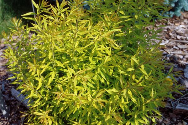Mellow Yellow Spirea