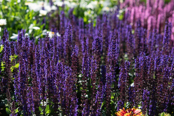 Midnight Purple Salvia