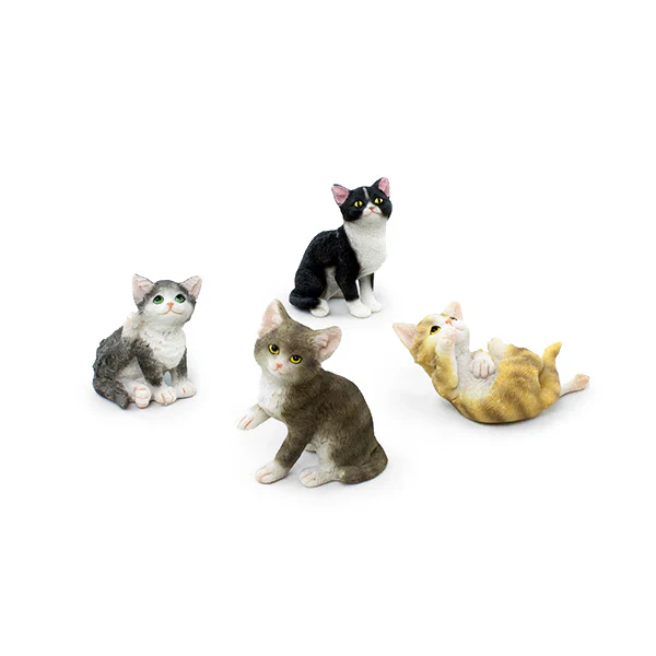 Mini Shorthair Cats - Image 2