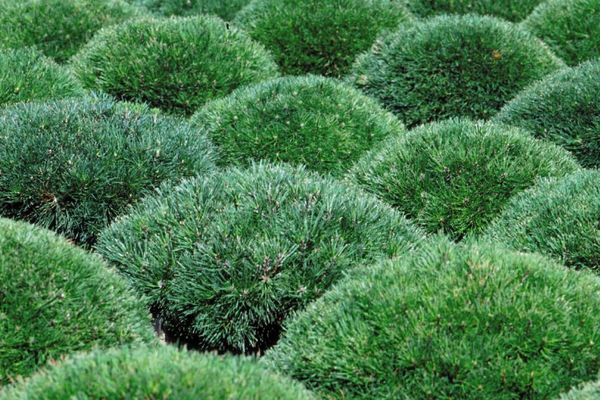 Mugo Pine-2 Gallon