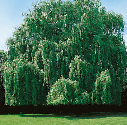 Niobe Weeping Willow