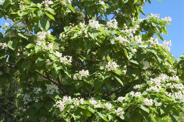 Northern Catalpa