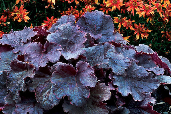 Northern Exposure™ Black Heuchera
