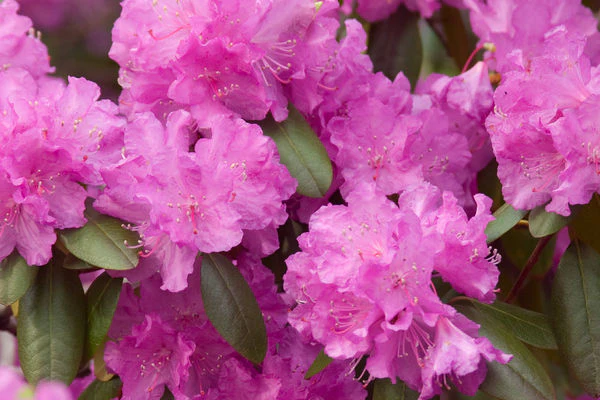 Rhododendron- P.J.M. Rhododendron-Purple : 2 Gallon - Image 2