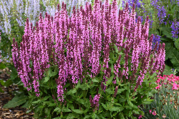 Pink Profusion Salvia