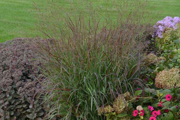 Prairie Winds® Cheyenne Sky Switch Grass
