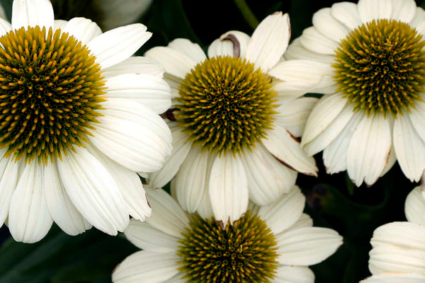 Princess™ Bride Coneflower