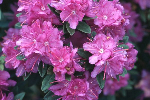 Purple Gem Rhododendron-2 gal