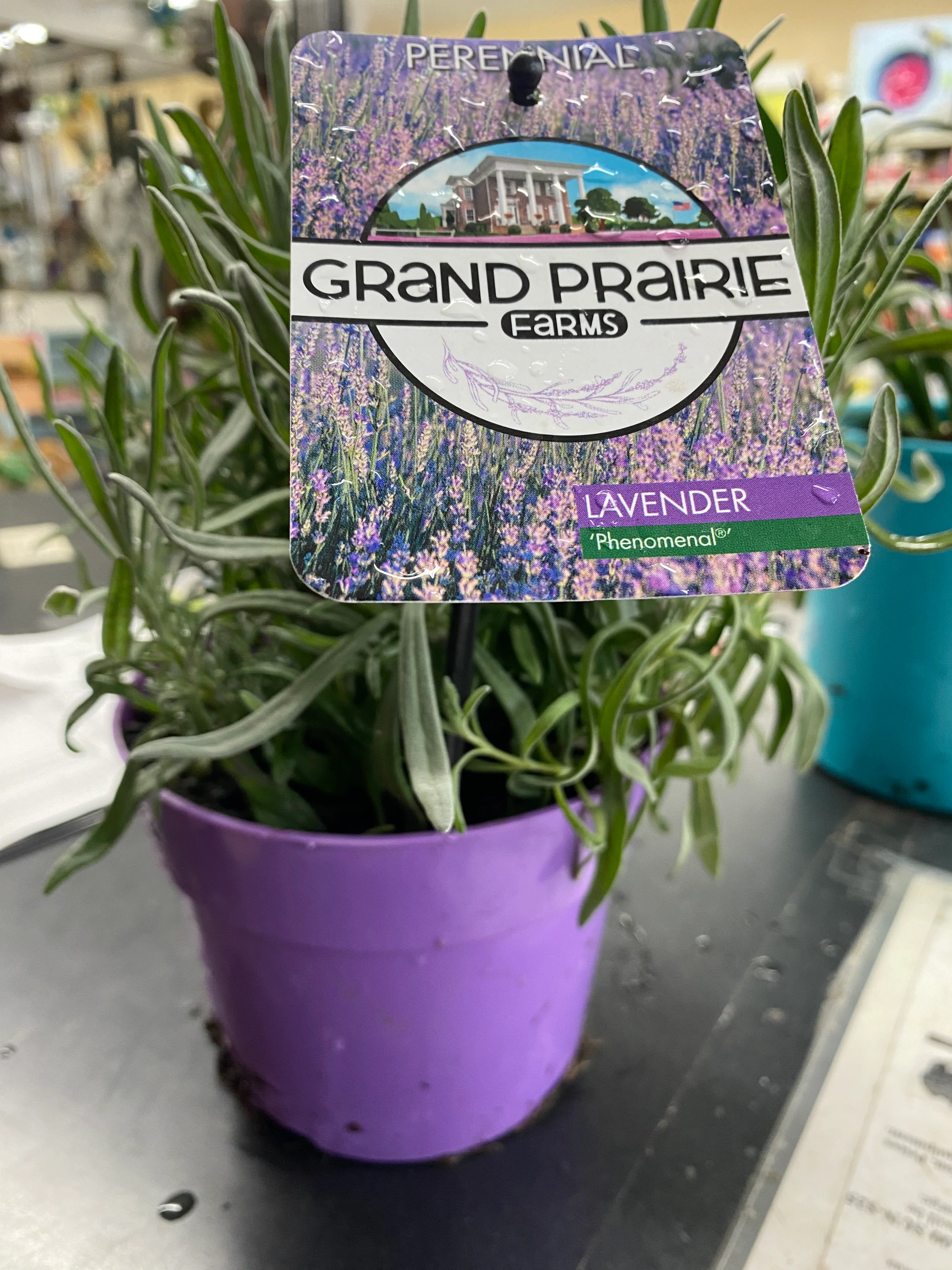Purple Pot Large Lavender