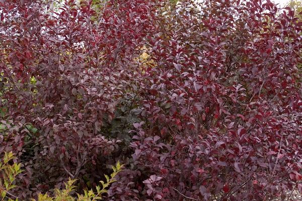 Potentilla- Purpleleaf Sandcherry- Pink : 2 Gallon - Image 2