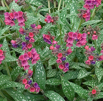 Lungwort - Raspberry Splash