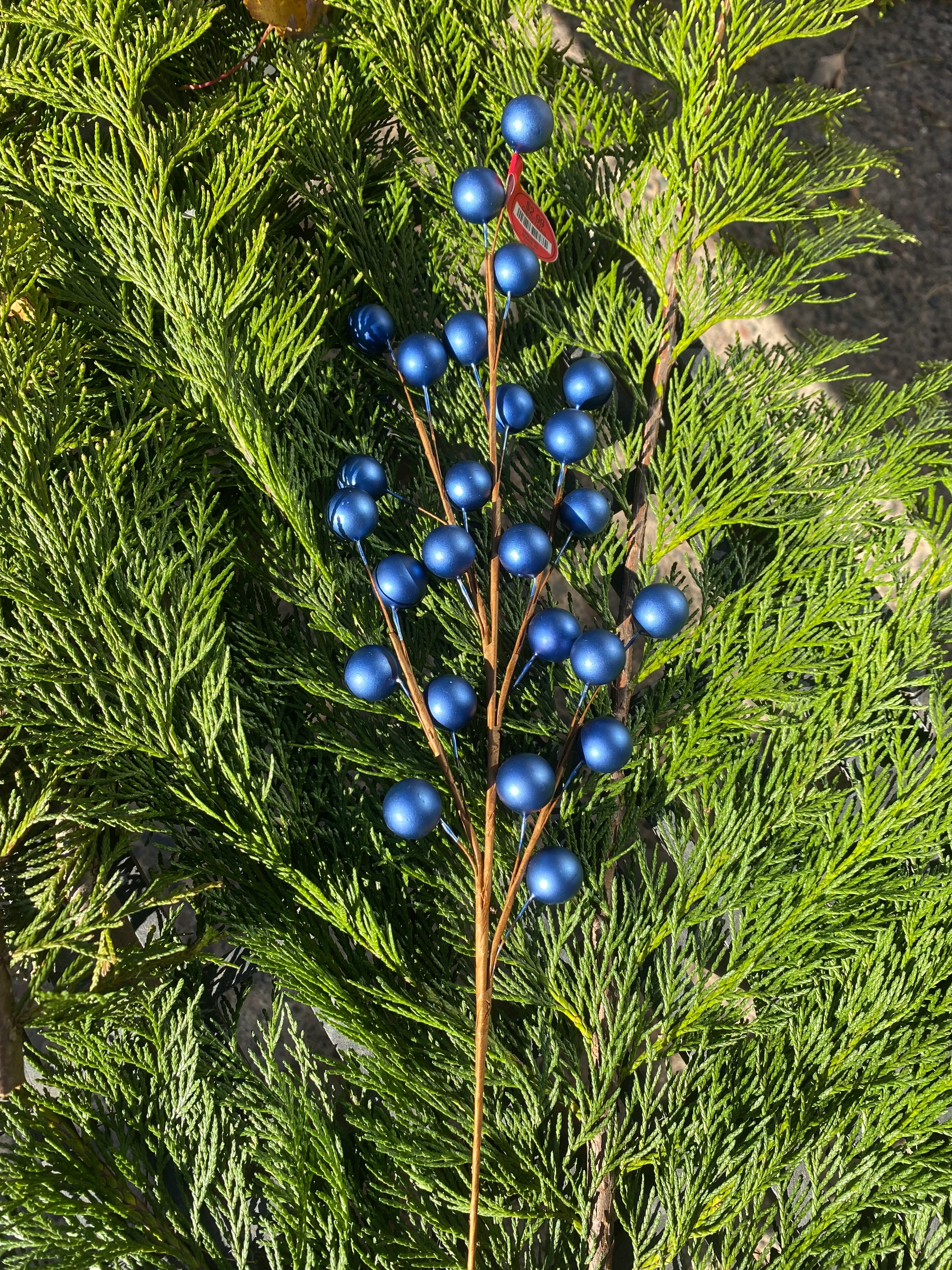 Blue Berry Pick 19"