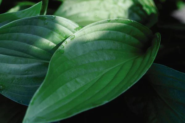 Royal Standard Hosta