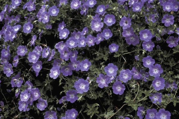 Rozanne Hybrid Cranesbill