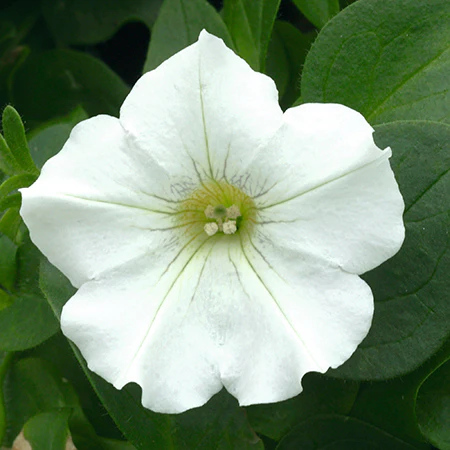 Sanguna White- 4.5" Fancy