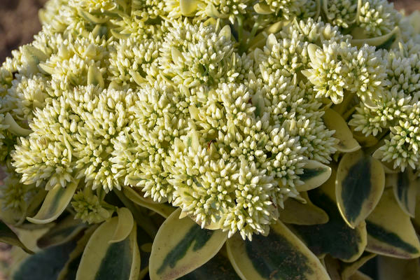 Sedum - Frosted Fire