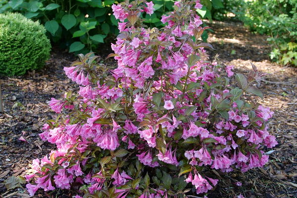Sonic Bloom Wine® Weigela