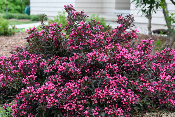 Spilled Wine® Weigela
