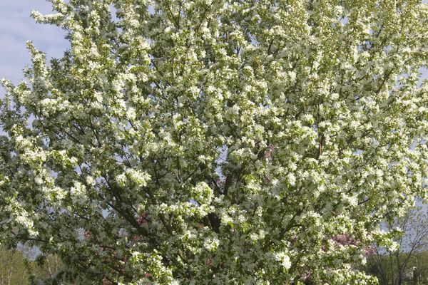 Spring Snow Crabapple