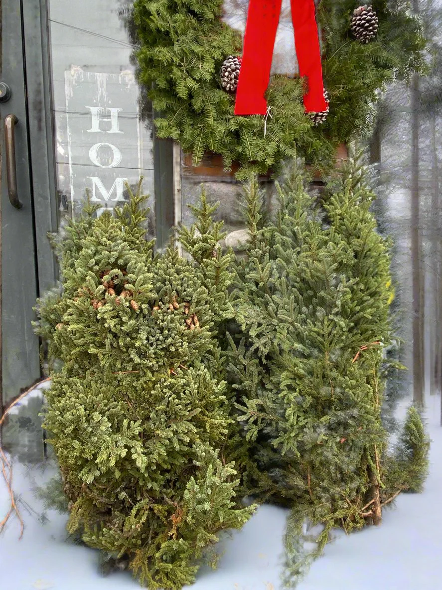 Spruce Tops 10/Bundle - Image 3