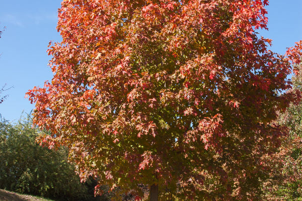 Sugar Maple 10 Gallon