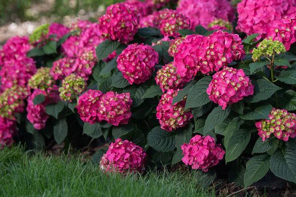 Endless Summer® Summer Crush® Reblooming Hydrangea
