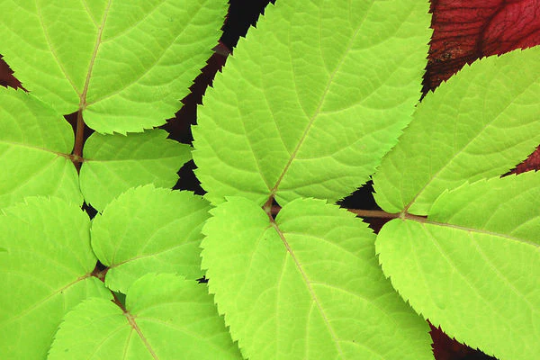 Aralia cordata- Sun King Aralia - Image 2