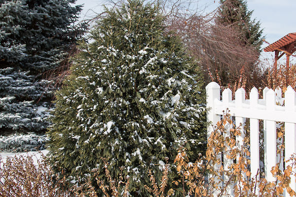 Technito Arborvitae