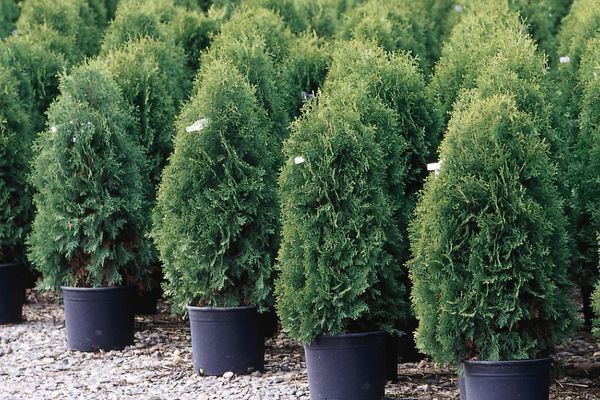 Techny Arborvitae 20 Gallon 3'