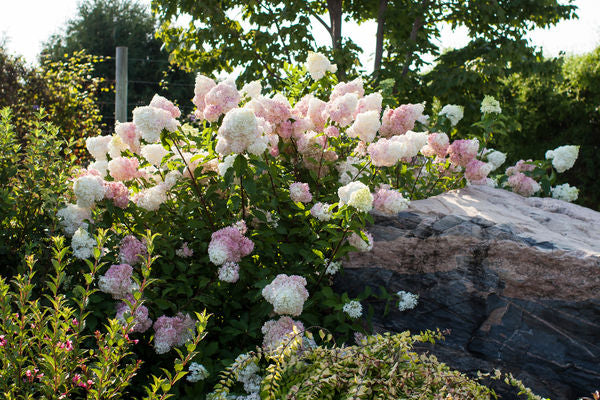 Hydrangea- Vanilla Strawberry - Image 2