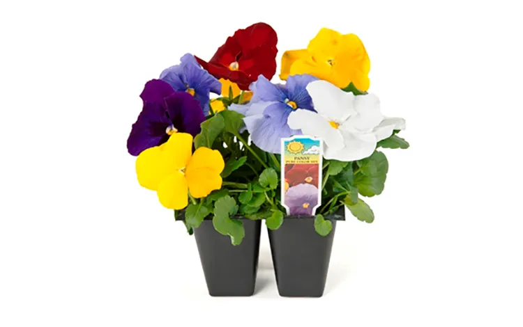 Zinnia- 4 Packs - Image 2