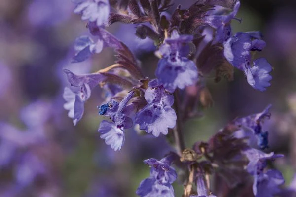Walkers Low Catmint