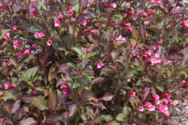 Weigela- Wine & Roses Weigela - Image 2