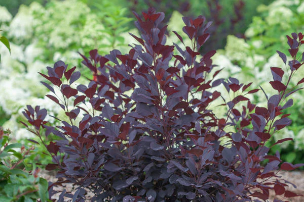 Shrubs