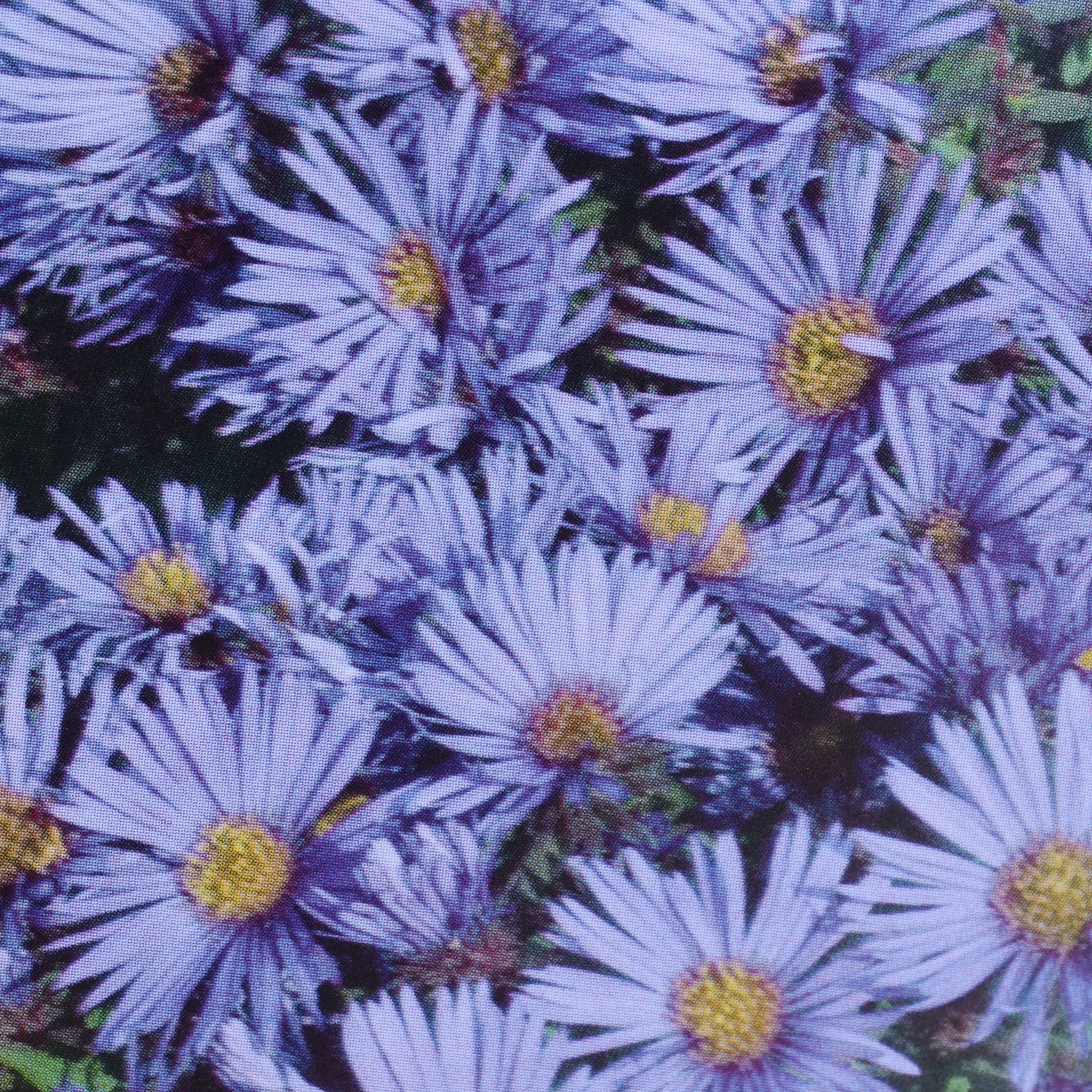 Woods Blue Aster