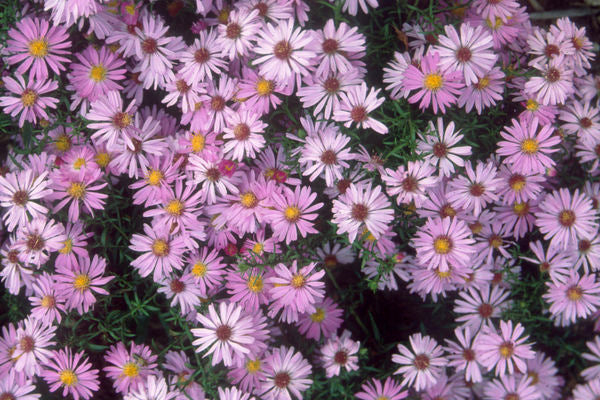 Woods Pink Aster